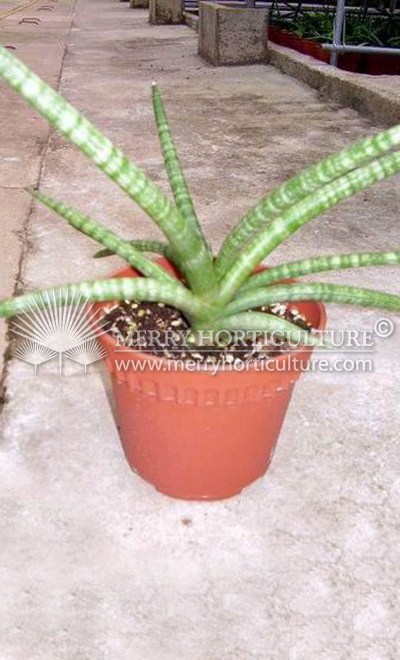 Sansevieria Cylindrica 1